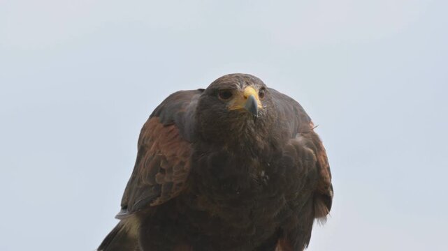 Harris Hawk (Parabuteo unicinctus) wearing anklets and a bell, taking off from a perch and landing on a falconer's glove during a public display. Slow motion x5