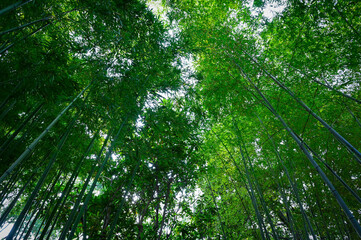 Fototapeta premium Green asian bamboo forest as nature background