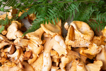 fresh golden mushrooms displayed elegantly, closeup of delightful mushroom texture and scent cues