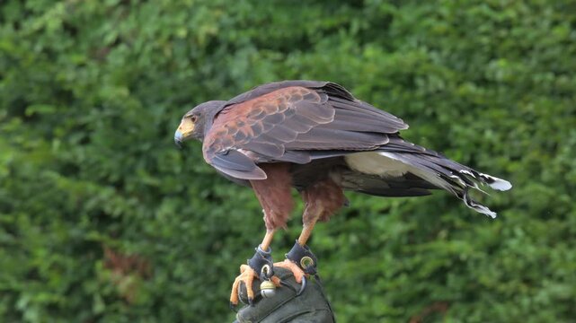 Harris Hawk (Parabuteo unicinctus) wearing anklets and a bell, taking off from a falconer's glove during a public display. Half speed