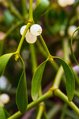 Mistletoe close-up - green leaves and the fruit is a white berry
