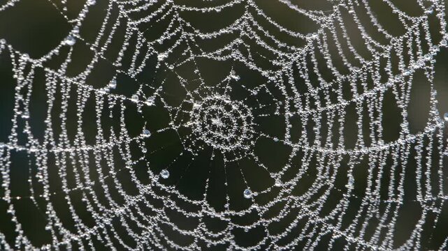Close up of spider web covered in water droplets in a dark setting