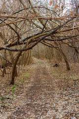 Overgrown old country road or path in the forest with fallen dry trees. Autumn nature