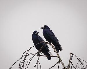 Naklejka premium Pair of Rooks Perched on a Bare Winter Branch