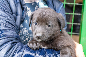 Puppy portrait Black dog animal