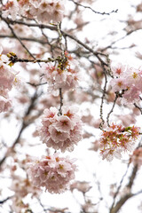 Closeup of Sakura, blooming cherry trees, during spring in Japan.