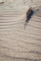 dried algae on the shore. Golden sandy beach.
