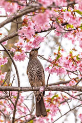 Brown eared bulbul (Hypsipetes amaurotis) perched between sakura flowers in Kyoto in Japan