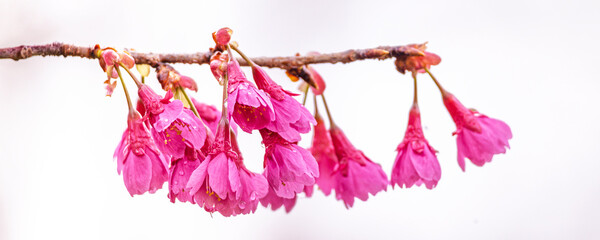 Panorama with beautiful Sakura, blooming cherry trees, on white background in Japan.