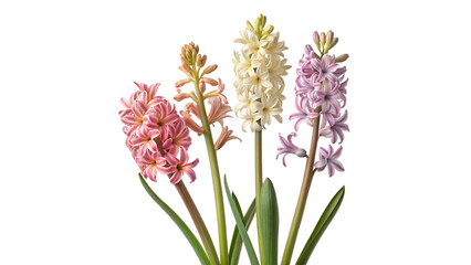 Fototapeta premium A collection of hyacinth flower heads in various colors isolated on transparent background