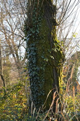 CORTECCIA CON RAMPICANTI