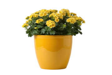 Yellow Chrysanthemum Flowers in a Bright Yellow Pot on Black Background plant, Isolated On Transparent Background, Png Cut Out