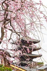 Hokan-ji Temple (Yasaka Pagoda) Tower of Yasaka, is a Buddhist pagoda located in Higashiyama-ku, Kyoto, Japan