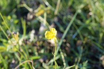 FIORELLINO SPONTANEO GIALLO