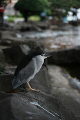 night heron