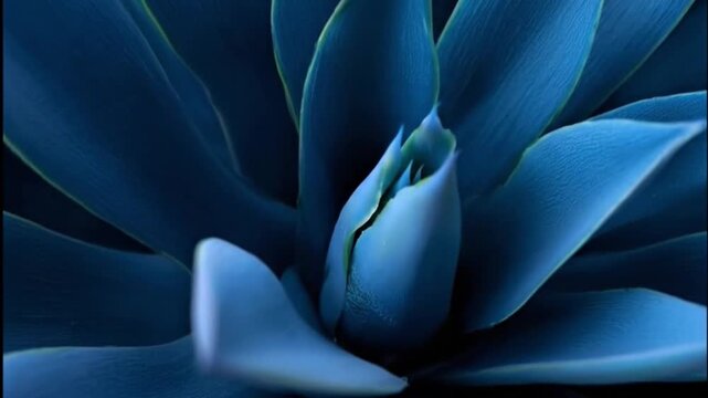Bluetinted plant with smooth layered petals forming a central point