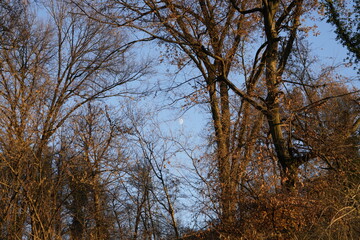 BOSCHI IN AUTUNNO CON LUNA SULLO SFONDO