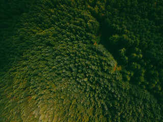 Forest in Glendasan, Ireland