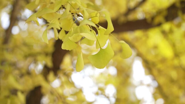 Close up of bright yellow leaves on ginkgo biloba tree on autumn day.