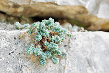 Plant of  Corsican stonecrop
