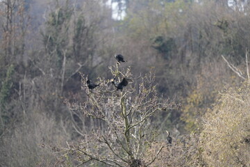 CORMORANI SULL'ALBERO