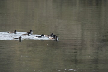 FOLAGA CON I CUCCIOLI SUL FIUME