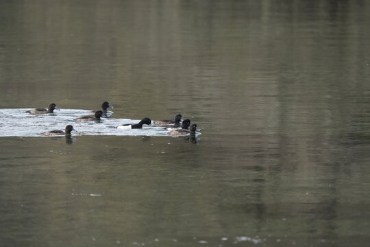 FOLAGA CON I CUCCIOLI SUL FIUME