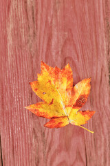 Autumnal leaf of sorbus