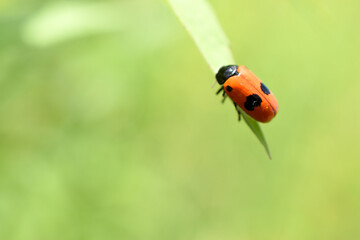 Red leaf beetle with black dots resting