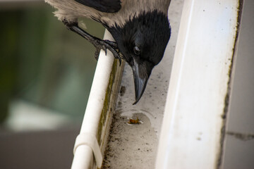 Raven sitting on metal roof
