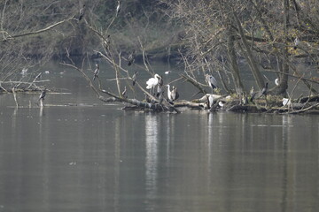 AIRONI GARZETTE E CORMORANI