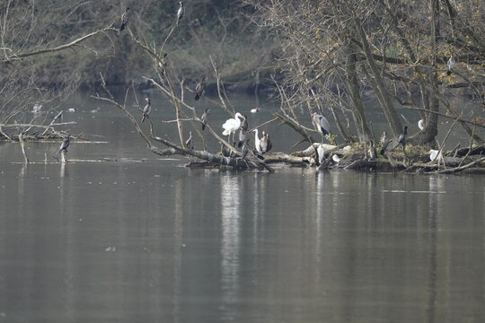 AIRONI GARZETTE E CORMORANI