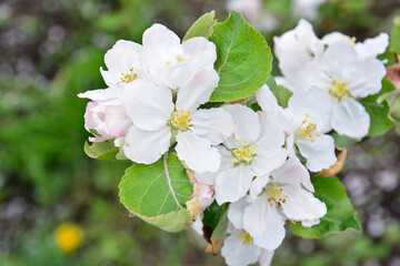 Close-up of Delicate White Apple Blossoms in Spring
