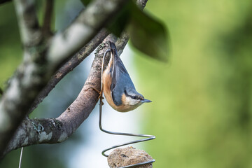 Nuthatch bird (Sitta europaea) on a bird feeder hanging from a tree in the Dordogne region of France