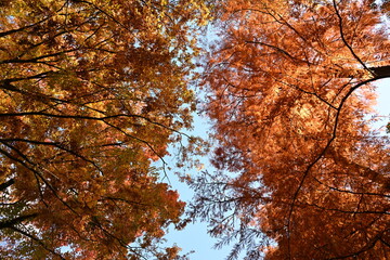 紅葉と青空