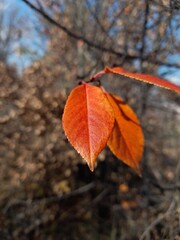 &ldquo;Autumn&rsquo;s Last Orange Leaf&rdquo;