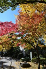 Naklejka premium 紅葉と青空