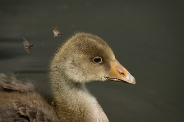 Immature Greylag  goose portrait captured during seasonal Mayfly hatch on a lake.