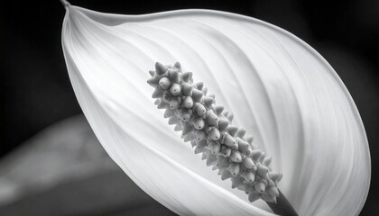 Close-Up Black and White Peace Lily Flower with Textured Spadix and Smooth Curved Spathe