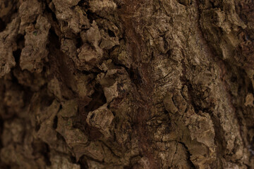 Detailed texture of a dark tree trunk