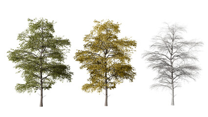 Three Trees Showing Different Seasons Isolated on transparent Background