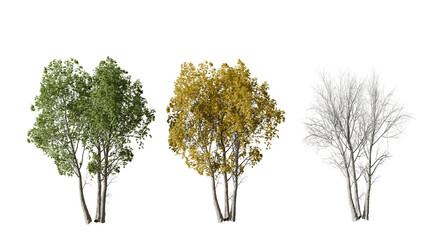 Three Trees Showing Seasonal Change with Green, Yellow, and Bare Branches