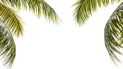 Tropical Palm Leaves Border Frame
