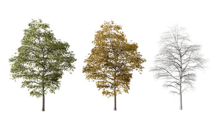 Three Trees Showing Seasonal Change 3D Model
