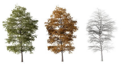 Three Trees Illustrating Different Seasonal Changes in Leaf Color