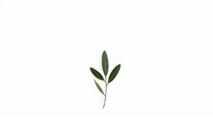 Fototapeta premium single olive branch on a stark white background, peace and hope symbolism, minimalist botanical art, isolated on white,