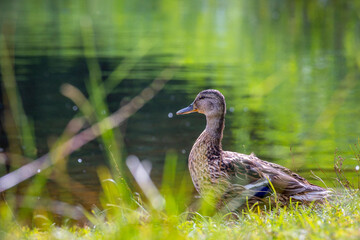 A beaituful adult female mallard duck whimming in the river. A typical wildlife scenery in summer in Latvia, Europe.