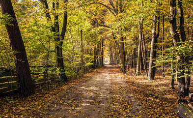 Obraz premium Road in Granica, small village in Kampinos Forest in Poland