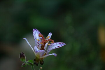 格調高い気品ある花姿