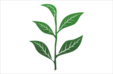 Green tea leaf illustration. herbal plant drawing with simple shape for natural product, organic concept, and botanical design.
